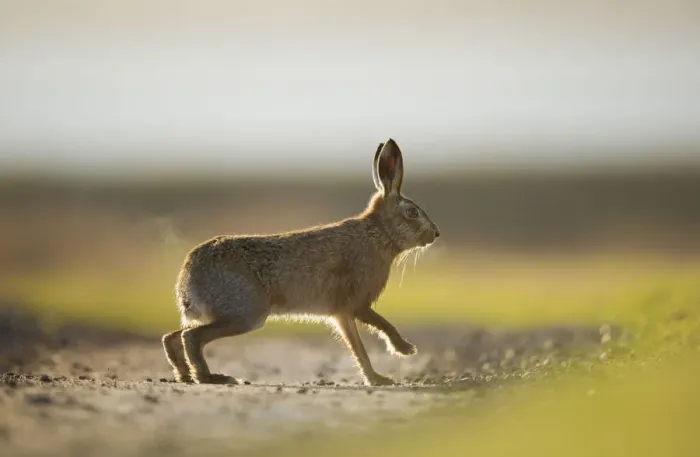 Framed Print : European brown hare (Lepus europaeus) adult male, running, pursuing a female, Elmley Marshes