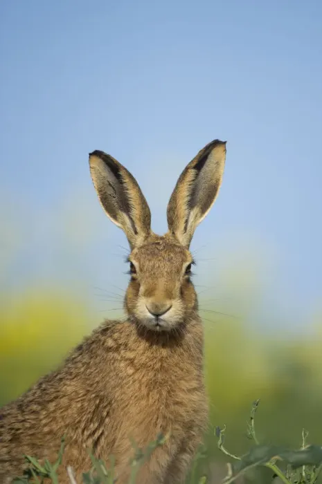 Framed Print : European brown hare (Lepus europaeus) adult portrait near field of rapeseed, Hope Farm RSPB reserve Framed Print : European brown hare (Lepus europaeus) adult portrait near field of rapeseed, Hope Farm RSPB reserve