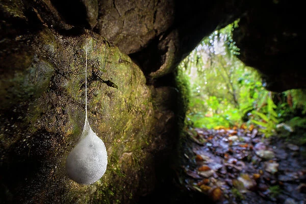 European cave spider (Meta menardi) pendulous egg sac containing its brood of young, hanging in cave, Peak District National Park, Derbyshire. November