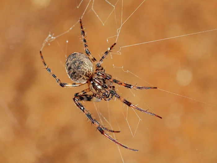 Framed Print : European cave spider (Meta menardi) female, on its web, Podere Montecucco, Orvieto Umbria, Italy. September Framed Print : European cave spider (Meta menardi) female, on its web, Podere Montecucco, Orvieto Umbria, Italy. September