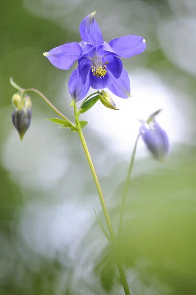 European columbine, (Aquilegia vulgaris) in flower