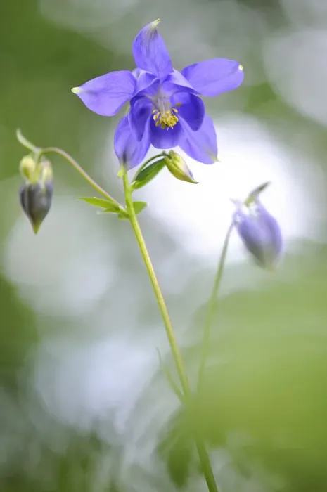 Framed Print : European columbine, (Aquilegia vulgaris) in flower