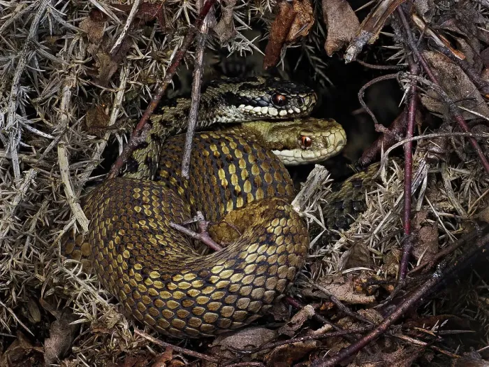 Framed Print : European Common adder (Vipera berus) pair courting and retreating under gorse (Ulex sp). Buckinghamshire, England, UK. May Framed Print : European Common adder (Vipera berus) pair courting and retreating under gorse (Ulex sp). Buckinghamshire, England, UK. May