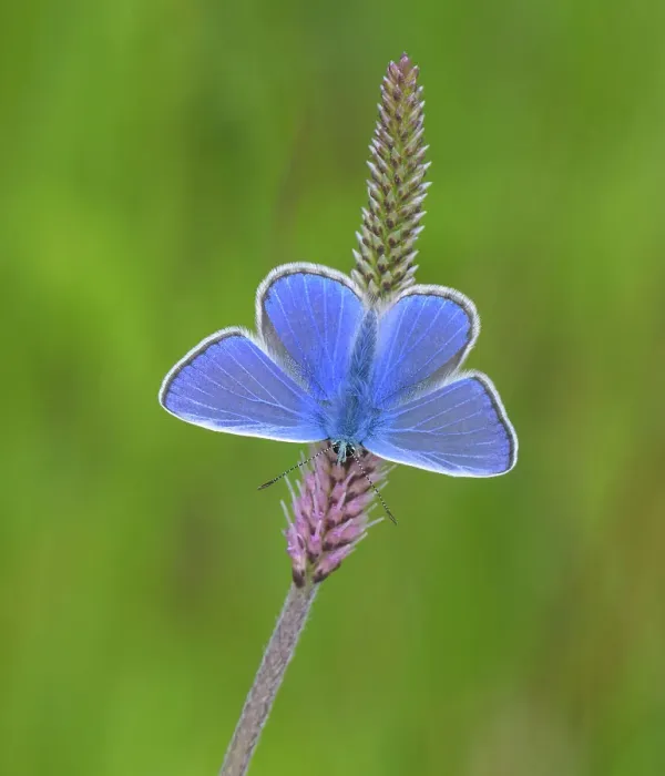 Framed Print : European common blue (Polyommatus icarus) male resting on a flower, Estonia, June Framed Print : European common blue (Polyommatus icarus) male resting on a flower, Estonia, June