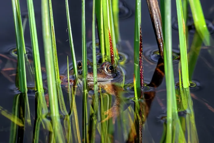 Framed Print : European common frog (Rana temporaria) floating among aquatic vegetation in pond during the breeding season in early spring, Belgium. March Framed Print : European common frog (Rana temporaria) floating among aquatic vegetation in pond during the breeding season in early spring, Belgium. March