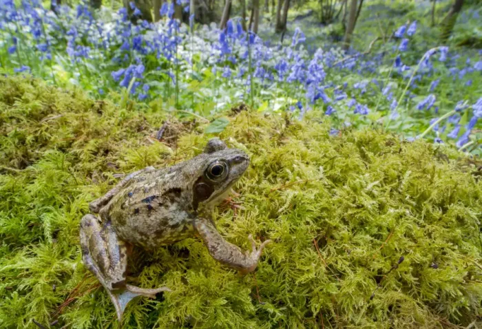 Framed Print : European common frog (Rana temporaria) with Bluebells (Hyacinthoides non-scripta) Clare Glen Framed Print : European common frog (Rana temporaria) with Bluebells (Hyacinthoides non-scripta) Clare Glen