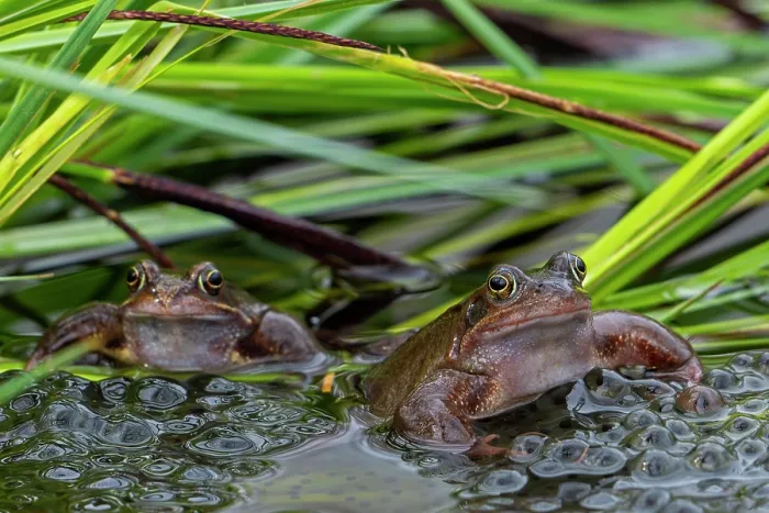 Framed Print : European common frogs (Rana temporaria) pair with frogspawn in pond during the spawning season, Belgium. March Framed Print : European common frogs (Rana temporaria) pair with frogspawn in pond during the spawning season, Belgium. March