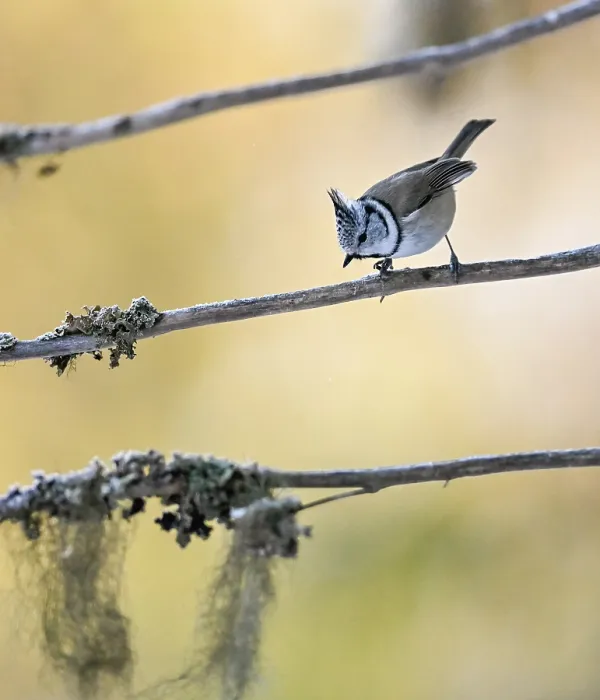 Framed Print : European crested tit (Lophophanes cristatus) perched on branch, Finland. March Framed Print : European crested tit (Lophophanes cristatus) perched on branch, Finland. March