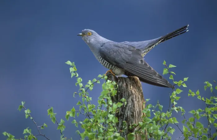 Framed Print : European Cuckoo {Cuculus canorus} male display posture Cairngorms, Scotland. Spring Framed Print : European Cuckoo {Cuculus canorus} male display posture Cairngorms, Scotland. Spring