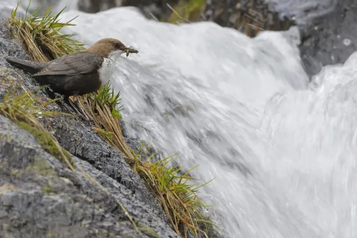 Framed Print : European dipper (Cinclus cinclus) on rock by stream with food in beak, Vall DIncles Framed Print : European dipper (Cinclus cinclus) on rock by stream with food in beak, Vall DIncles