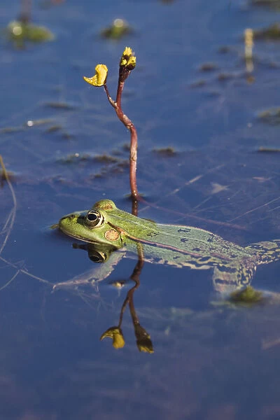 European edible frog (Rana esculenta) swimming past Greater bladderwort (Utricularia