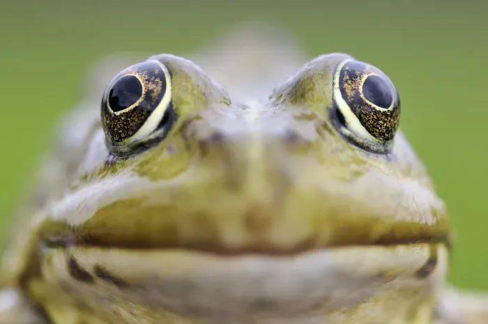 Framed Print : European edible frog (Rana Esculenta) close-up, Prypiat area, Belarus, June 2009