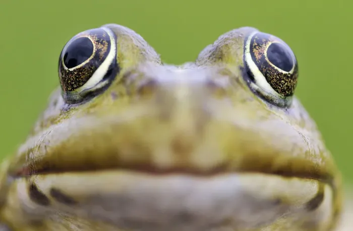 Framed Print : European edible frog (Rana esculenta) head, Prypiat area, Belarus, June 2009. WWE BOOK