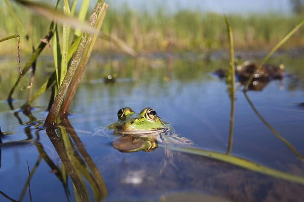 European edible frog (Rana esculenta) in pond, Latorica backwater, Slovakia, Europe Rana esculenta