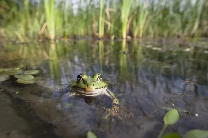 Framed Print : European edible frog (Rana esculenta) in pond, Latorica backwater, Slovakia, Europe