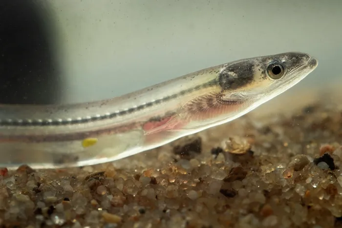 Framed Print : European eel (Anguilla anguilla) juvenile, head portrait, Portugal. November. Critically endangered Framed Print : European eel (Anguilla anguilla) juvenile, head portrait, Portugal. November. Critically endangered