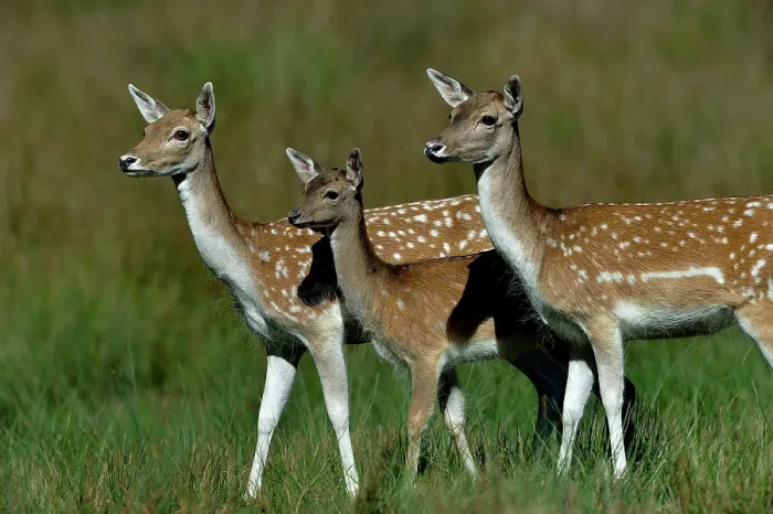 Framed Print : Two European fallow deer (Dama dama) females with fawn, portrait, Yonne, France. September Framed Print : Two European fallow deer (Dama dama) females with fawn, portrait, Yonne, France. September