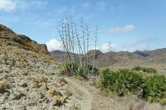 Framed Print : European fan palms (Chamaerops humilis) growing on coastal hillside, Cabo de Gata-Nijar Natural Park, Almeria, Spain. March Framed Print : European fan palms (Chamaerops humilis) growing on coastal hillside, Cabo de Gata-Nijar Natural Park, Almeria, Spain. March