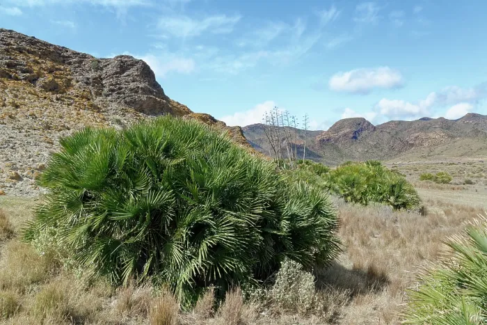 Framed Print : European fan palms (Chamaerops humilis) growing on coastal hillside, Cabo de Gata-Nijar Natural Park, Almeria, Spain. March Framed Print : European fan palms (Chamaerops humilis) growing on coastal hillside, Cabo de Gata-Nijar Natural Park, Almeria, Spain. March