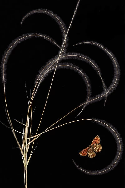 European feather grass (Stipa pennata) with Heath fritillary butterfly (Melitaea