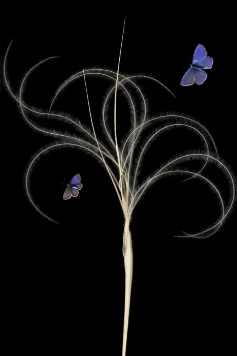 Framed Print : European feather grass (Stipa pennata) with Escher?s blue butterfly (Polyommatus escheri) Framed Print : European feather grass (Stipa pennata) with Escher?s blue butterfly (Polyommatus escheri)