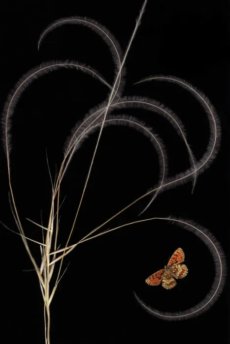 Framed Print : European feather grass (Stipa pennata) with Heath fritillary butterfly (Melitaea Framed Print : European feather grass (Stipa pennata) with Heath fritillary butterfly (Melitaea