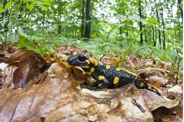 European  /  Fire salamander (Salamandra salamandra) on fallen leaves, Male Morske Oko Reserve