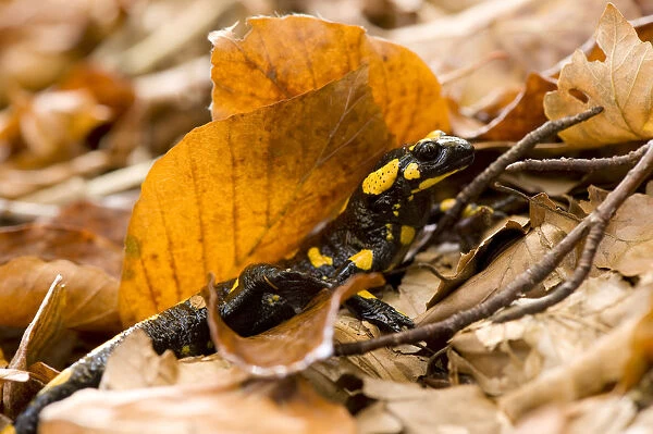 European  /  Fire salamander (Salamandra salamandra) amongst dead leaves on forest floor