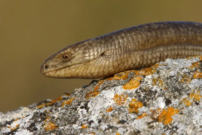 Framed Print : European glass lizard (Ophisaurus apodus) portrait, Bagerova Steppe, Kerch Peninsula