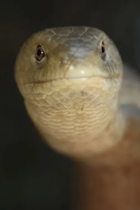Framed Print : European glass lizard (Pseudopus apodus) portrait, Western Peloponnesee, The Peloponnese Framed Print : European glass lizard (Pseudopus apodus) portrait, Western Peloponnesee, The Peloponnese