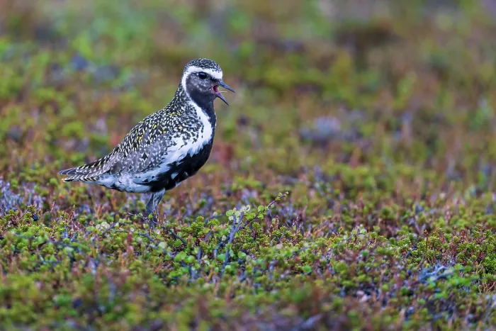 Framed Print : European golden plover (Pluvialis apricaria) calling, Varanger Peninsula, Finnmark, Norway. June Framed Print : European golden plover (Pluvialis apricaria) calling, Varanger Peninsula, Finnmark, Norway. June
