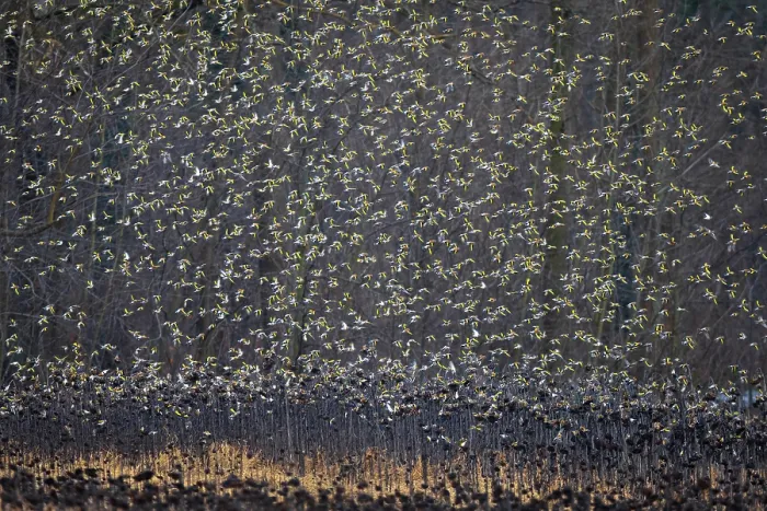 Framed Print : European goldfinch (Carduelis carduelis) flock in flight over field of dead sunflowers, Lower Silesia, Poland. January Framed Print : European goldfinch (Carduelis carduelis) flock in flight over field of dead sunflowers, Lower Silesia, Poland. January