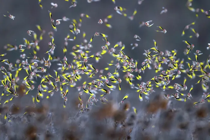 Framed Print : European goldfinch (Carduelis carduelis) flock in flight over field of dead Sunflowers, Lower Silesia, Poland. January Framed Print : European goldfinch (Carduelis carduelis) flock in flight over field of dead Sunflowers, Lower Silesia, Poland. January