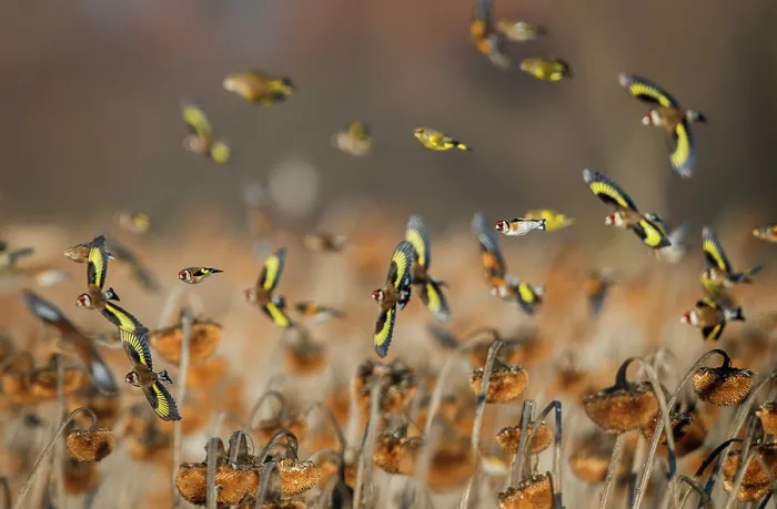 Framed Print : European goldfinch (Carduelis carduelis) flock in flight over Sunflower (Helianthus annuus) seedheads, Lower Silesia, Poland. February Framed Print : European goldfinch (Carduelis carduelis) flock in flight over Sunflower (Helianthus annuus) seedheads, Lower Silesia, Poland. February