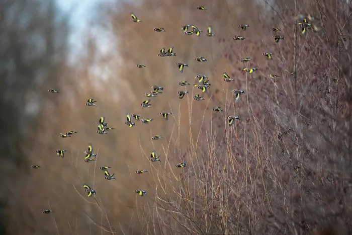Framed Print : European goldfinch (Carduelis carduelis) flock perched in bush, Lower Silesia, Poland. February Framed Print : European goldfinch (Carduelis carduelis) flock perched in bush, Lower Silesia, Poland. February
