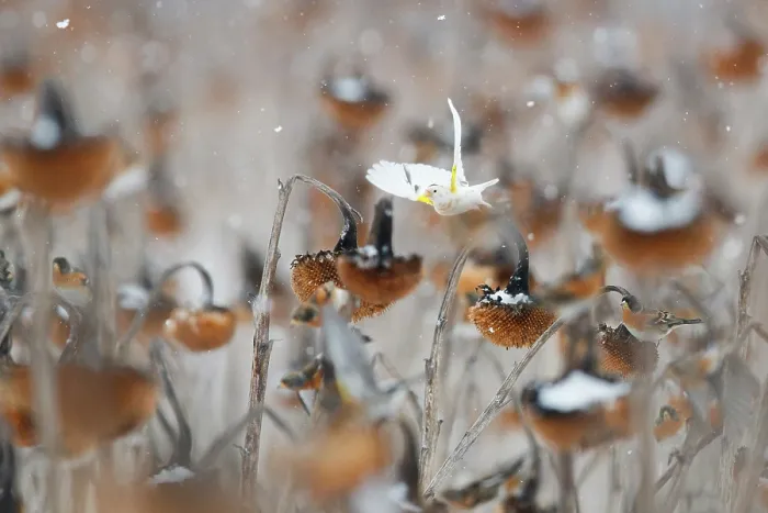 Framed Print : European goldfinch (Carduelis carduelis) leucistic, in flight over Sunflower (Helianthus annuus) seedheads in falling snow, Lower Silesia, Poland. February Framed Print : European goldfinch (Carduelis carduelis) leucistic, in flight over Sunflower (Helianthus annuus) seedheads in falling snow, Lower Silesia, Poland. February
