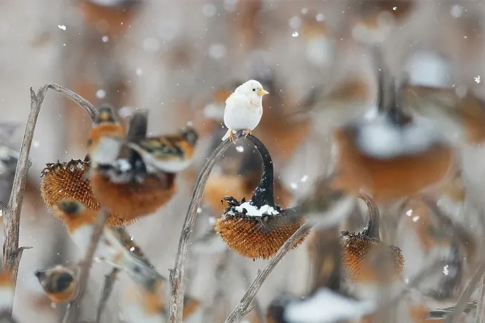 Framed Print : European goldfinch (Carduelis carduelis) leucistic, perched on Sunflower (Helianthus annuus) seedhead in falling snow, Lower Silesia, Poland. February Framed Print : European goldfinch (Carduelis carduelis) leucistic, perched on Sunflower (Helianthus annuus) seedhead in falling snow, Lower Silesia, Poland. February