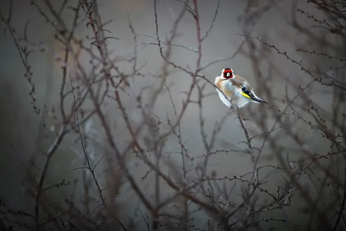 Framed Print : European goldfinch (Carduelis carduelis) perched on branch at dusk, Lower Silesia, Poland. February Framed Print : European goldfinch (Carduelis carduelis) perched on branch at dusk, Lower Silesia, Poland. February