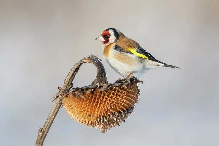 Framed Print : European goldfinch (Carduelis carduelis) perched on Sunflower (Helianthus annuus) seedhead, Lower Silesia, Poland. February Framed Print : European goldfinch (Carduelis carduelis) perched on Sunflower (Helianthus annuus) seedhead, Lower Silesia, Poland. February