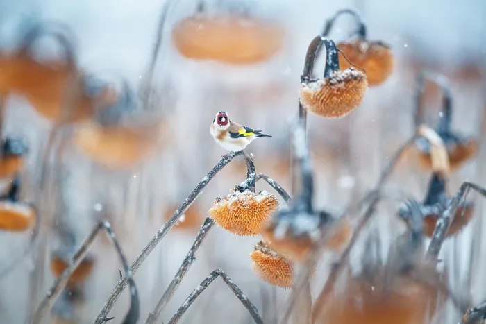 Framed Print : European goldfinch (Carduelis carduelis) perched on Sunflower (Helianthus annuus) seedhead in snow, Lower Silesia, Poland. February Framed Print : European goldfinch (Carduelis carduelis) perched on Sunflower (Helianthus annuus) seedhead in snow, Lower Silesia, Poland. February