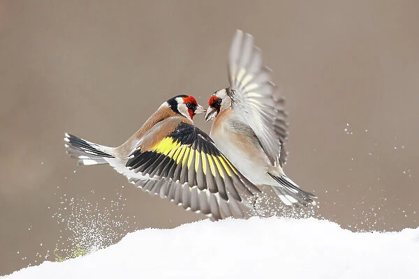 Two European goldfinches (Carduelis carduelis) fighting over food in snow, Wrocław, Lower Silesia, Poland. February