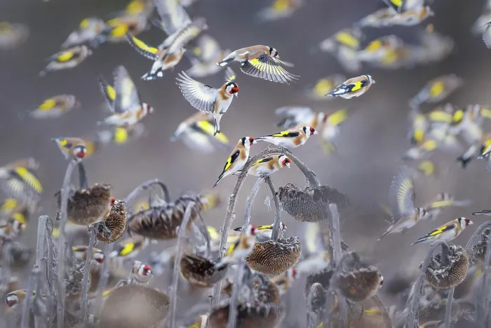 Framed Print : European goldfinches (Carduelis carduelis) flock in flight over field, Lower Silesia, Poland. February Framed Print : European goldfinches (Carduelis carduelis) flock in flight over field, Lower Silesia, Poland. February