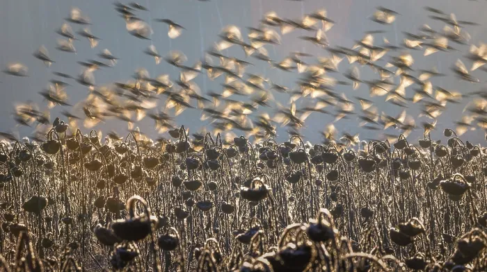 Framed Print : European goldfinches (Carduelis carduelis) flock in flight over field, Lower Silesia, Poland. February Framed Print : European goldfinches (Carduelis carduelis) flock in flight over field, Lower Silesia, Poland. February