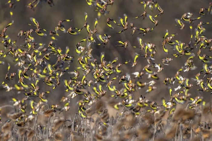 Framed Print : European goldfinches (Carduelis carduelis) flock in flight over field, Lower Silesia, Poland. February Framed Print : European goldfinches (Carduelis carduelis) flock in flight over field, Lower Silesia, Poland. February