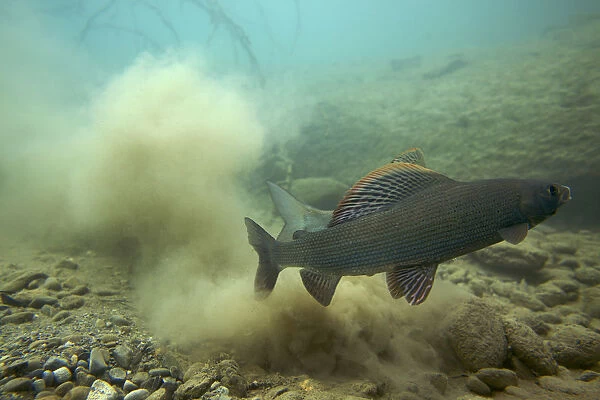 European grayling (Thymallus thymallus) just after spawning, male in front, Lake of Thun
