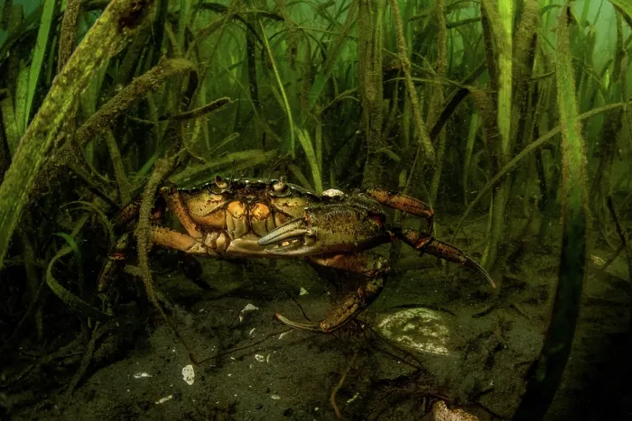 Framed Print : European green crab (Carcinus maenas) among an Eelgrass (Zostera marina) meadow, Sooke, Vancouver Island, British Columbia, Canada, Pacific Ocean Framed Print : European green crab (Carcinus maenas) among an Eelgrass (Zostera marina) meadow, Sooke, Vancouver Island, British Columbia, Canada, Pacific Ocean