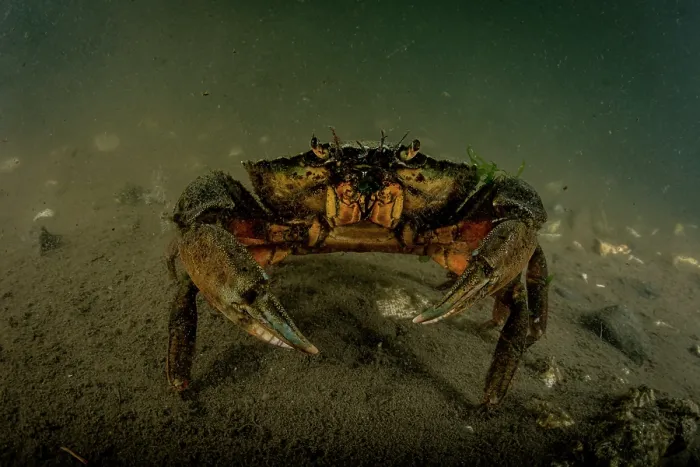 Framed Print : European green crab (Carcinus maenas) on the seabed, Sooke, Vancouver Island, British Columbia, Canada, Pacific Ocean Framed Print : European green crab (Carcinus maenas) on the seabed, Sooke, Vancouver Island, British Columbia, Canada, Pacific Ocean