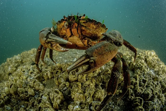 Framed Print : European green crab (Carcinus maenas) on the seabed, Sooke, Vancouver Island, British Columbia, Canada, Pacific Ocean Framed Print : European green crab (Carcinus maenas) on the seabed, Sooke, Vancouver Island, British Columbia, Canada, Pacific Ocean