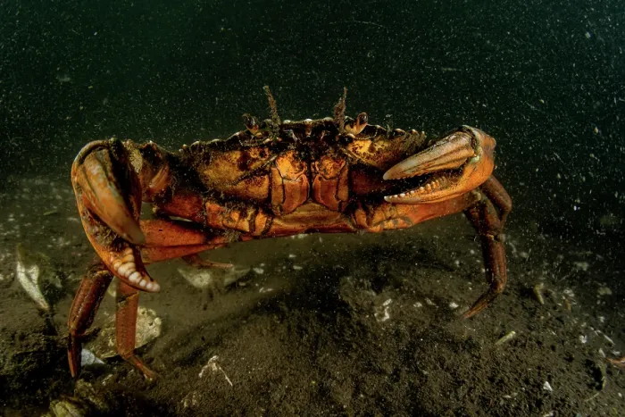 Framed Print : European green crab (Carcinus maenas) on the seabed, Sooke, Vancouver Island, British Columbia, Canada, Pacific Ocean Framed Print : European green crab (Carcinus maenas) on the seabed, Sooke, Vancouver Island, British Columbia, Canada, Pacific Ocean