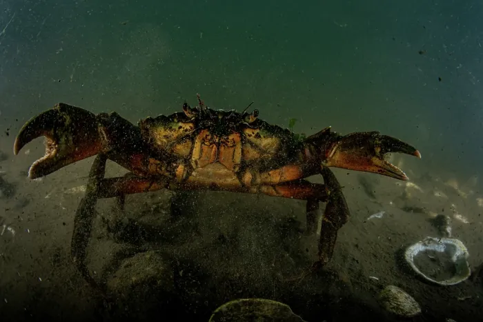 Framed Print : European green crab (Carcinus maenas) on the seabed, Sooke, Vancouver Island, British Columbia, Canada, Pacific Ocean Framed Print : European green crab (Carcinus maenas) on the seabed, Sooke, Vancouver Island, British Columbia, Canada, Pacific Ocean